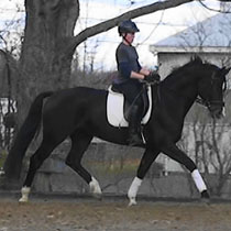 Flynn dressage